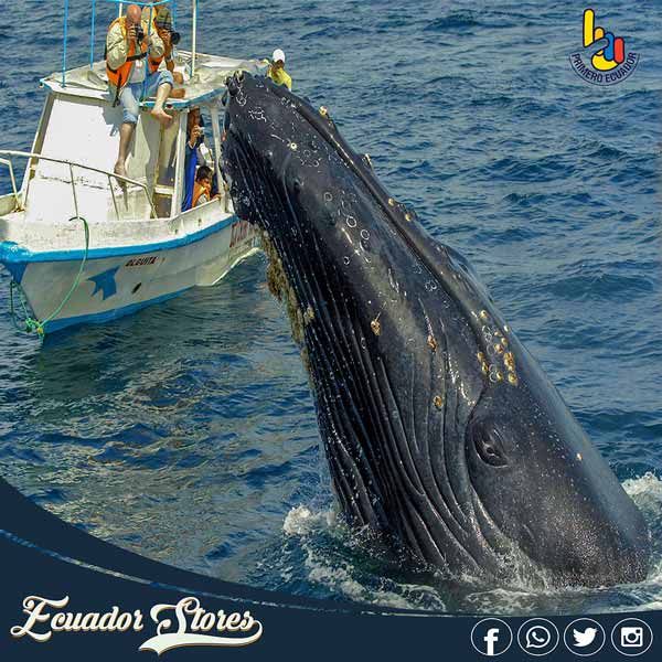 whales of Puerto Lopez